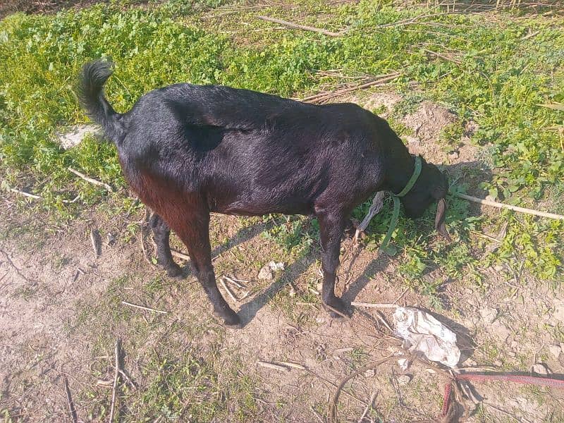 Bakri for Sale 0