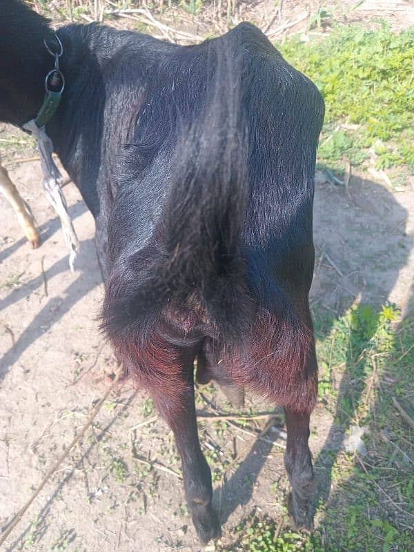 Bakri for Sale 1