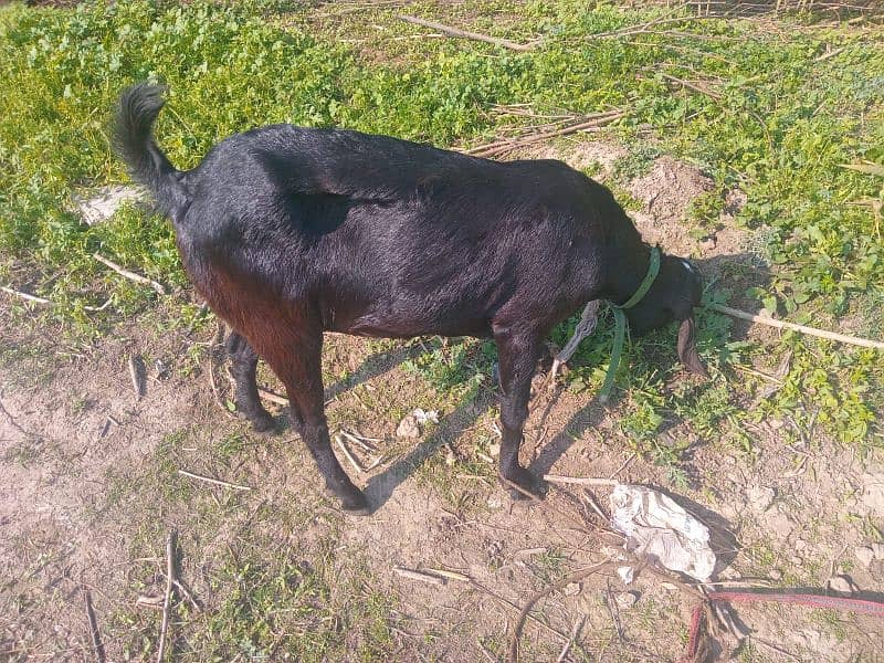 Bakri for Sale 2