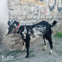 original  bakra