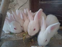 NewzLand 6  Bunnies Rabbits For Sale