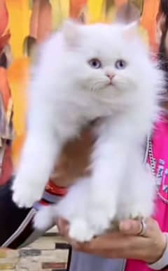 Persian triple coated punch face kittens03463649736 WhatsApp