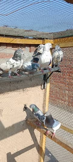 pigeons