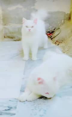 Persian triple coated punch face kittens03463649736 WhatsApp