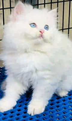 Persian triple coated punch face kittens03463649736 WhatsApp