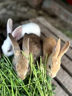 Flemish (Belgium)Giant Bunnies