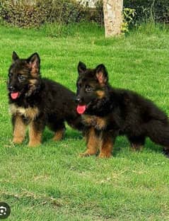 home breed longcort pupies available