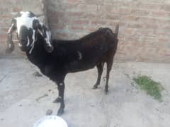 Dogli Bakri with 2 kids