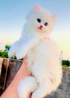 Persian  beautiful cat for sale 0329/70/37/447 my WhatsApp number