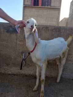 Punjab breed Bakra.