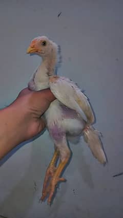 Paper white Heera aseel chicks for sale