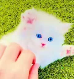 Persian  beautiful cat for sale 0329/70/37/447 my WhatsApp number