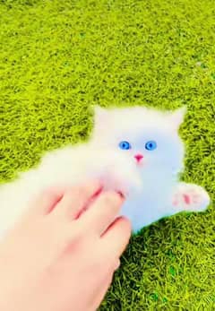 Persian  beautiful cat for sale 0329/70/37/447 my WhatsApp number