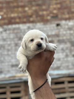 Labrador Puppies