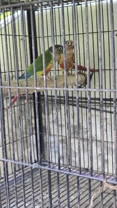 yellow side green cheek conure pair