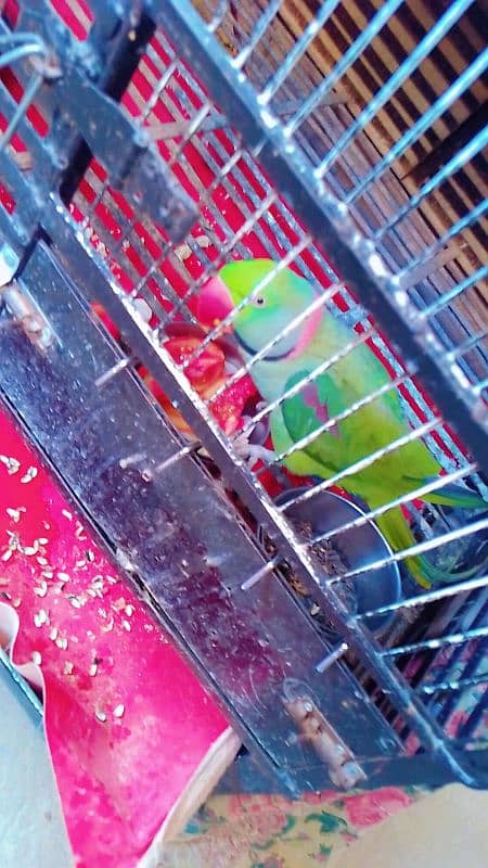 parrot 0