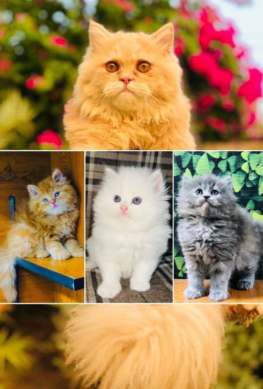 Persian Punch face triple coat cat Kitten 0