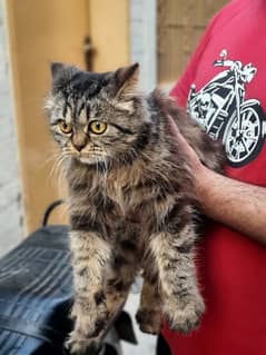 Persian Cat female baby