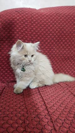 Persian Cat with Litter Trained