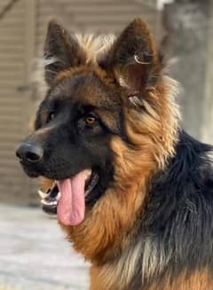 king shepherd