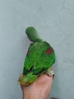 parrots chicks best for hand tame