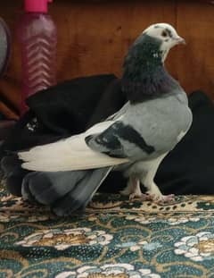 laka pigeon