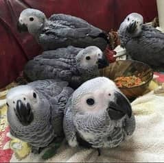 African grey parrot chicks for sale