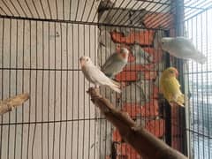 Love birds For Sale Breeders & Chiks