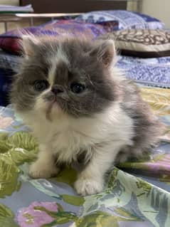 Persian Kitten male & female peki/peke/piki bloodline