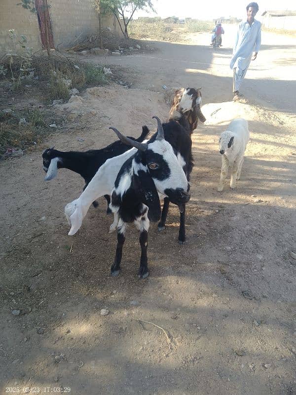 01 Bakra ' 01 dumba , 02  female goats for sale 1
