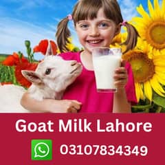 Goat |  Bakri Ka doodh Fresh Organic | Goat Milk |bakri