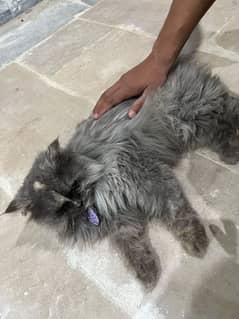 persian cat looking for new house