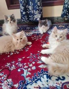 Pure Persian kittens or adult cats available for sale or adoption