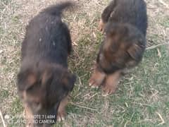 German shepherd puppies Long coat