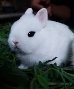 Dwarf HOTOT Orignal