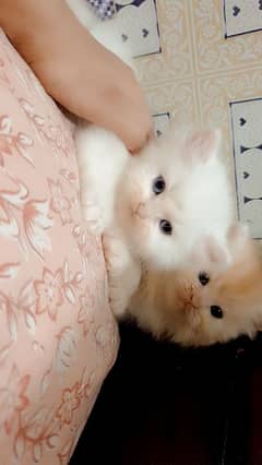 persian kitten trriple coat punch face