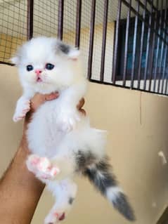 Peki/Piki/paki kittens for sell