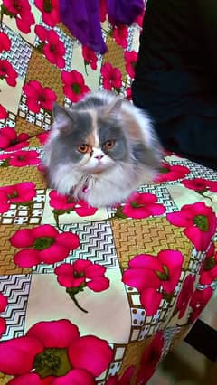 Persian cat triple coat available