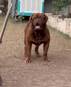 French Mastiff Male 7 Months Imported (only 1 in Pakistan