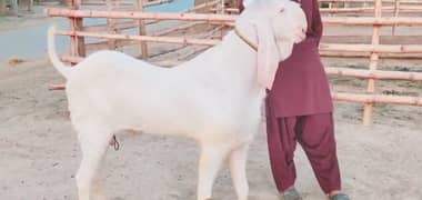 Rajanpuri Bakra For Sale CALL _03134947622