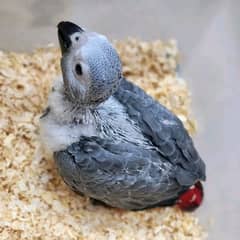 African grey chicks healdy active