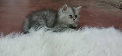 Adorable Female Kittens for sale