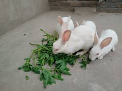 all ages rabits available 5 month rabits and 8 month rabit