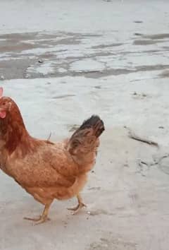 desi hen