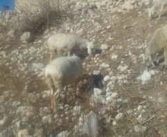 pregnant turki sheeps