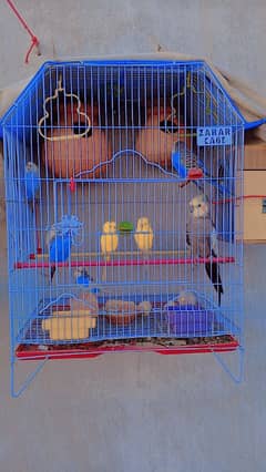 Budgies Urgent sale Reasonable price