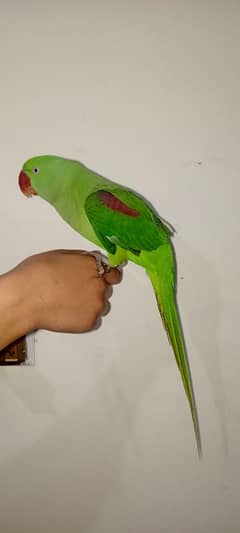 Talking parrot