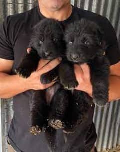 black shepherd pups long coated