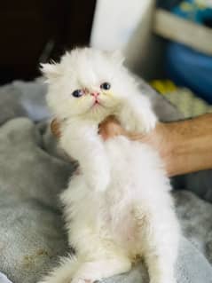 white near to peke face female kitten triple coated for sale