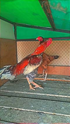 MIANWALI BREED EGG FIRTEL۔۔۔